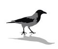 Crow on a white background. A proud black bird. Cartoon.